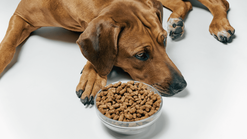 Understanding Wet vs. Dry Pet Food: A Comprehensive&nbsp;Comparison