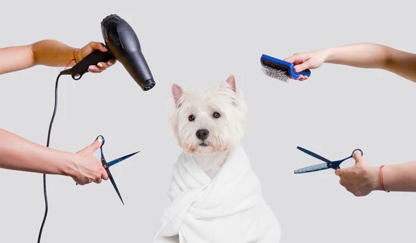 Essential Grooming Tips for Maintaining Your Pet’s&nbsp;Health