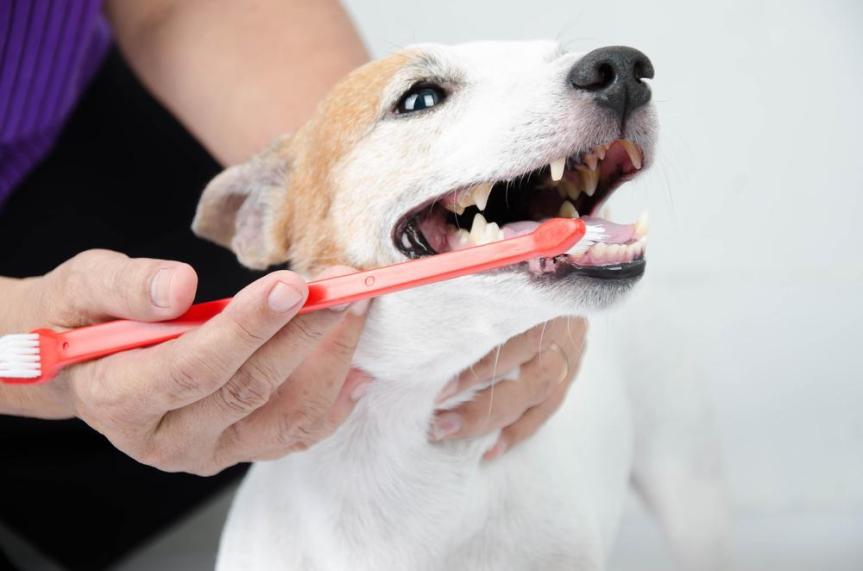 Dental Care for Pets: How to Keep Your Furry Friend’s Teeth&nbsp;Healthy