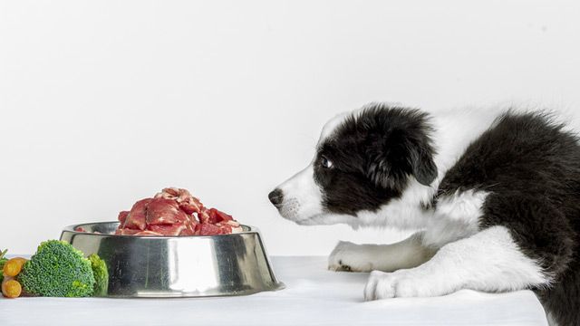 Understanding the Nutritional Needs of&nbsp;Dogs