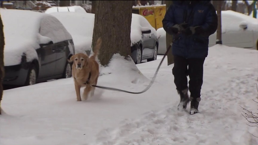 Seasonal Pet Care Tips: Protecting Your Pet from Extreme Weather&nbsp;Conditions