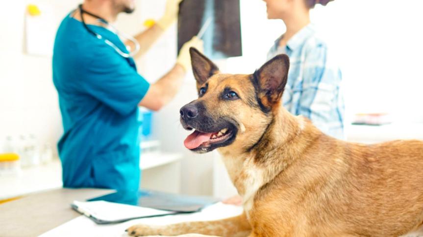 The Impact of Ingredients on Pet&nbsp;Health