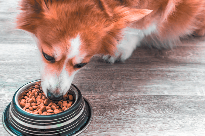 Safely Transitioning Your Pet to a New Food: A Step-by-Step&nbsp;Guide