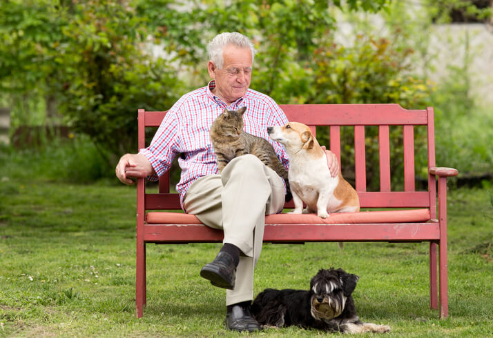 Senior Pets and Their Unique Dietary&nbsp;Needs