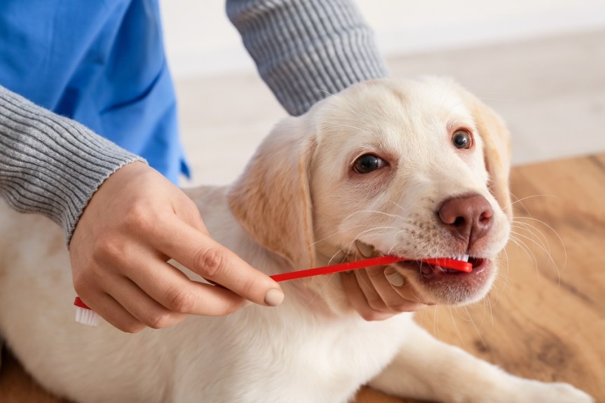 Ingredients to look for in dental chews for&nbsp;dogs