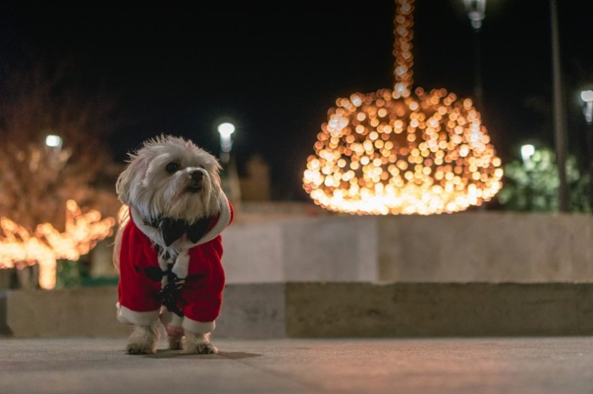 Sustainable Holiday Gifts for Pets: Eco-Friendly Dog Advent Calendars and&nbsp;More
