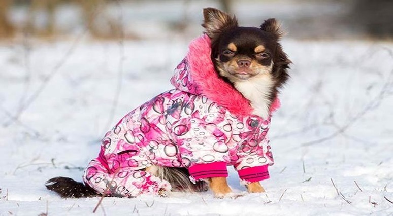 Tips Why You Should Prepare a Dog Jacket for Some&nbsp;Pooches