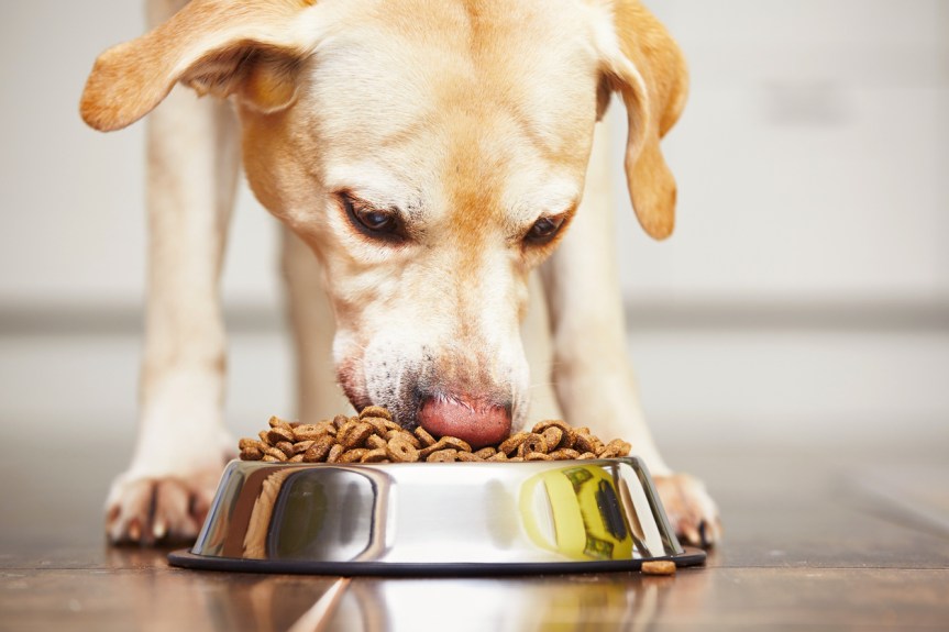 Elevate your dog’s diet with these delicious, natural&nbsp;treats